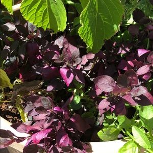 Meet your Posher, Carrie